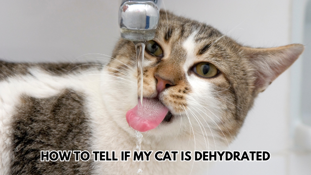 Dehydrated