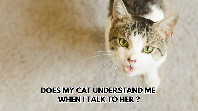 cat understand