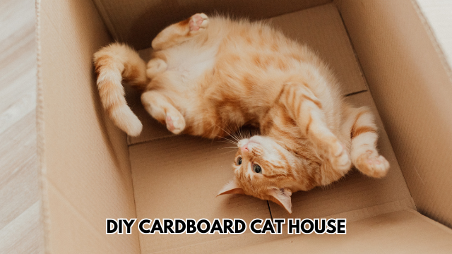 Cat-House