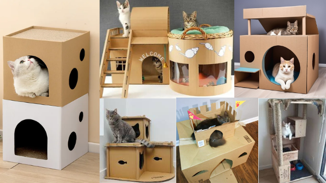 cat-house