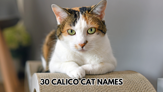 30 Calico Cat Names